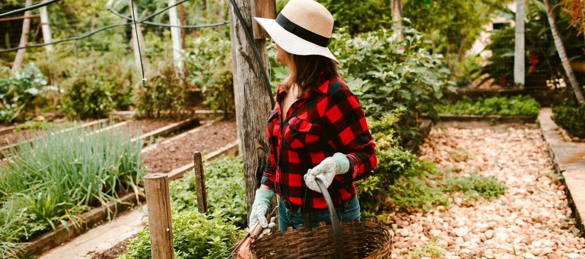 Fall Gardening Starts in Summer