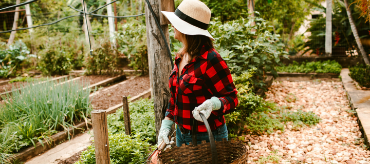 Fall Gardening Starts in Summer