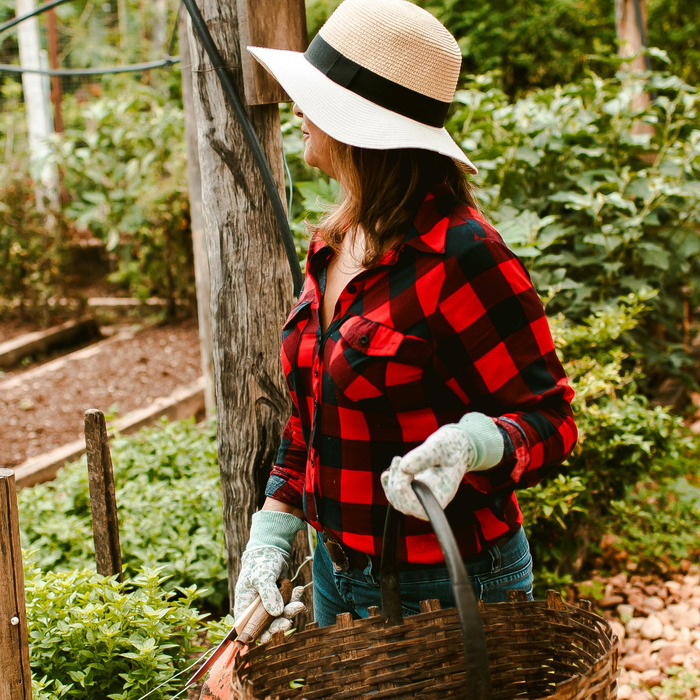 Fall Gardening Starts in Summer