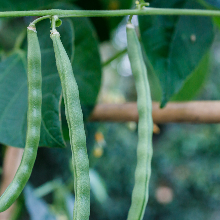 Maximizing Beans, Squash, Cucumbers, And Peas In Small Spaces
