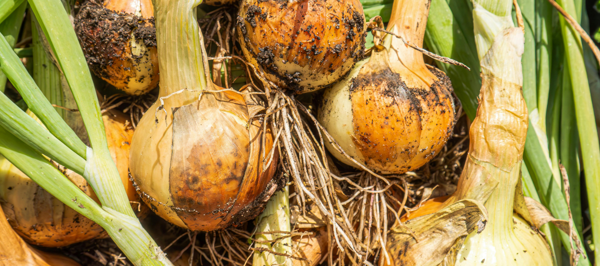 How To Grow Great Onions From Slips