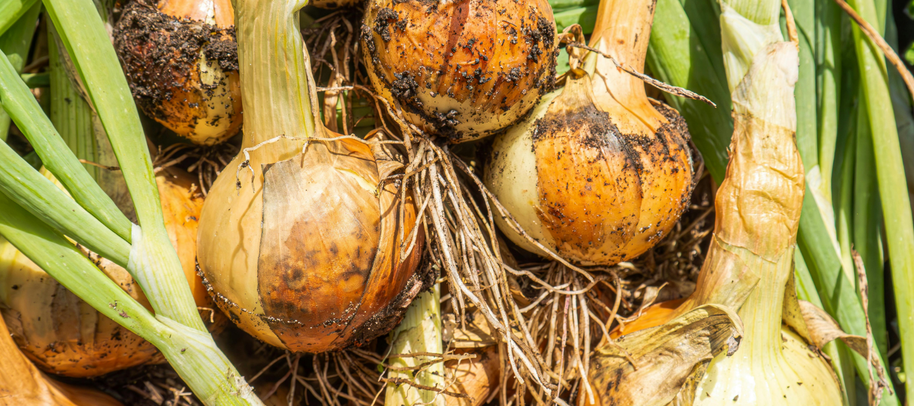 How To Grow Great Onions From Slips