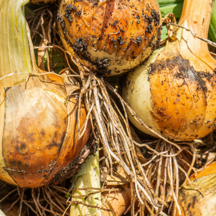 How To Grow Great Onions From Slips