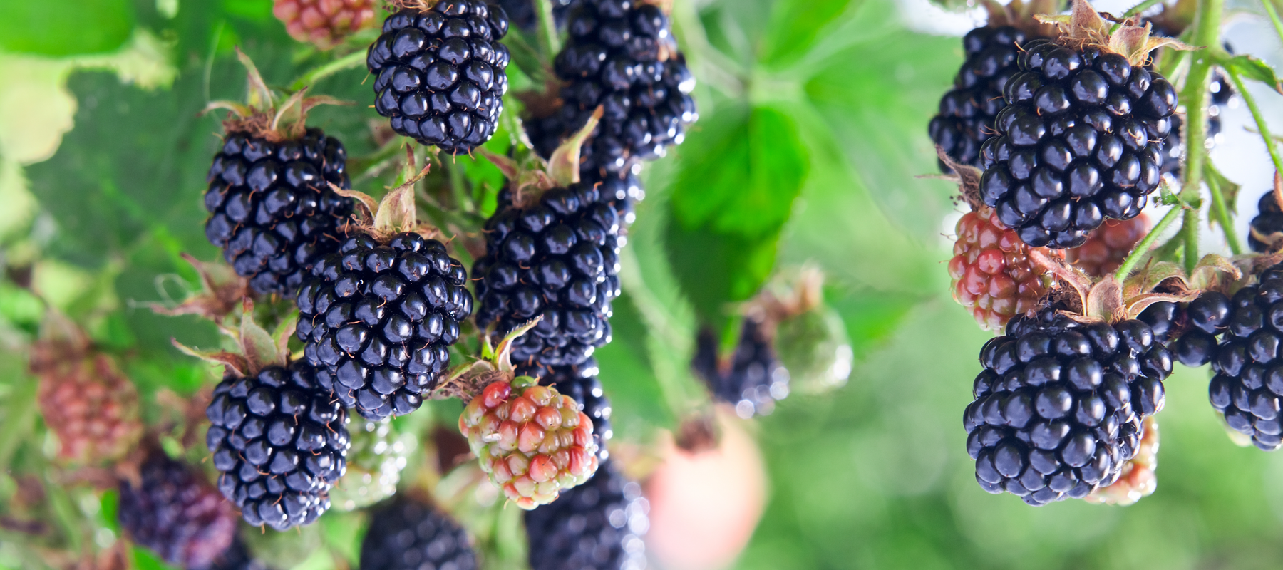 How To Grow And Harvest Blackberries