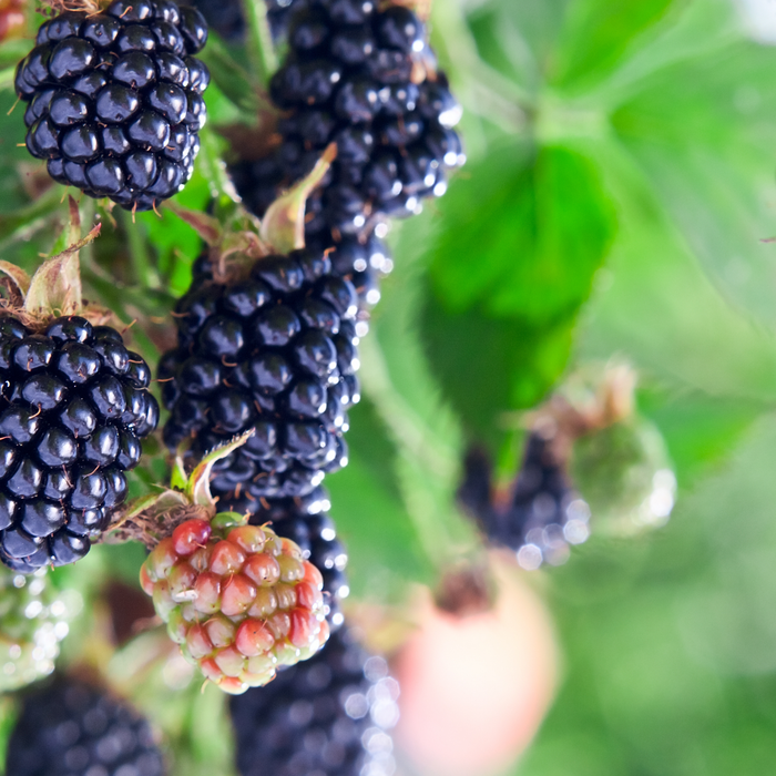 How To Grow And Harvest Blackberries