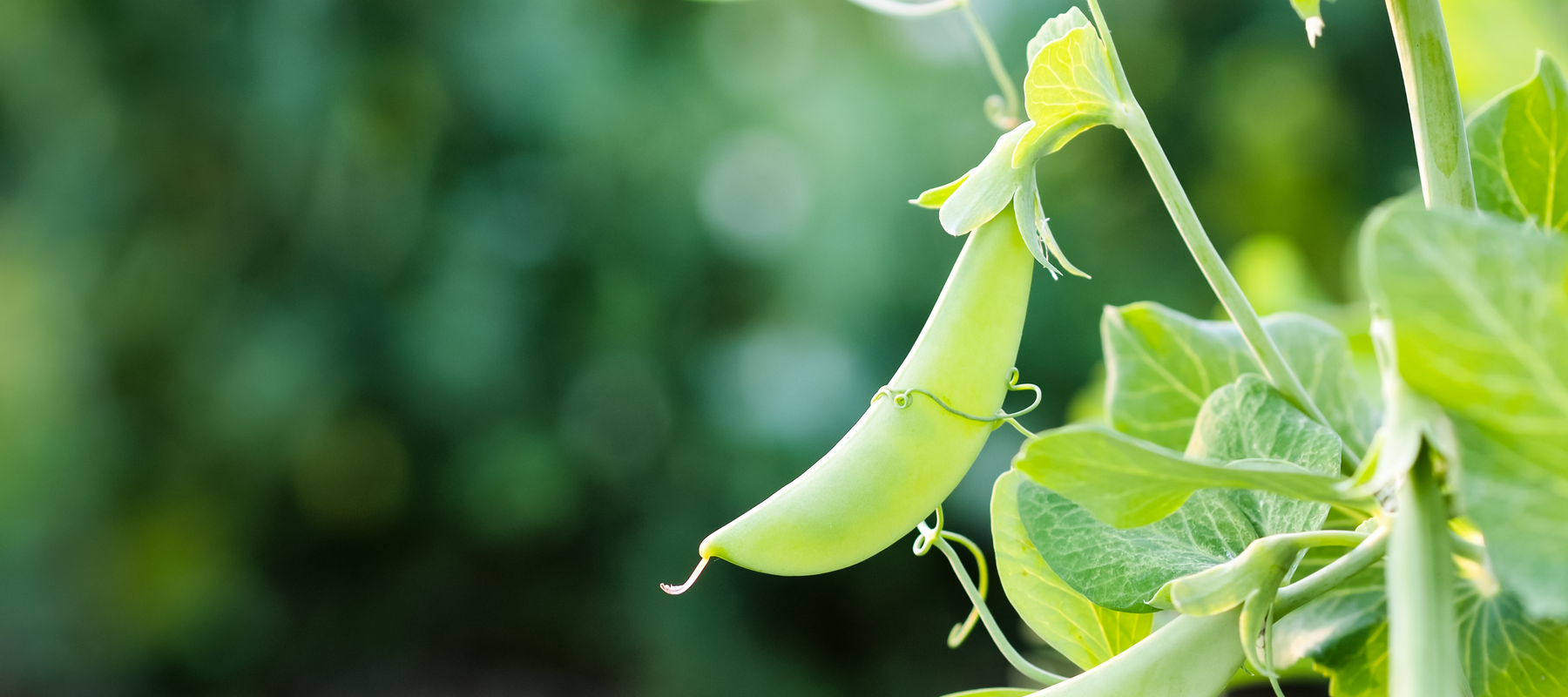 Why Quick Maturing Varieties Are A Gardener’s Friend