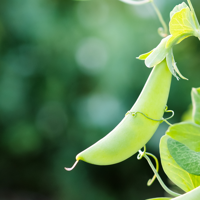 Why Quick Maturing Varieties Are A Gardener’s Friend