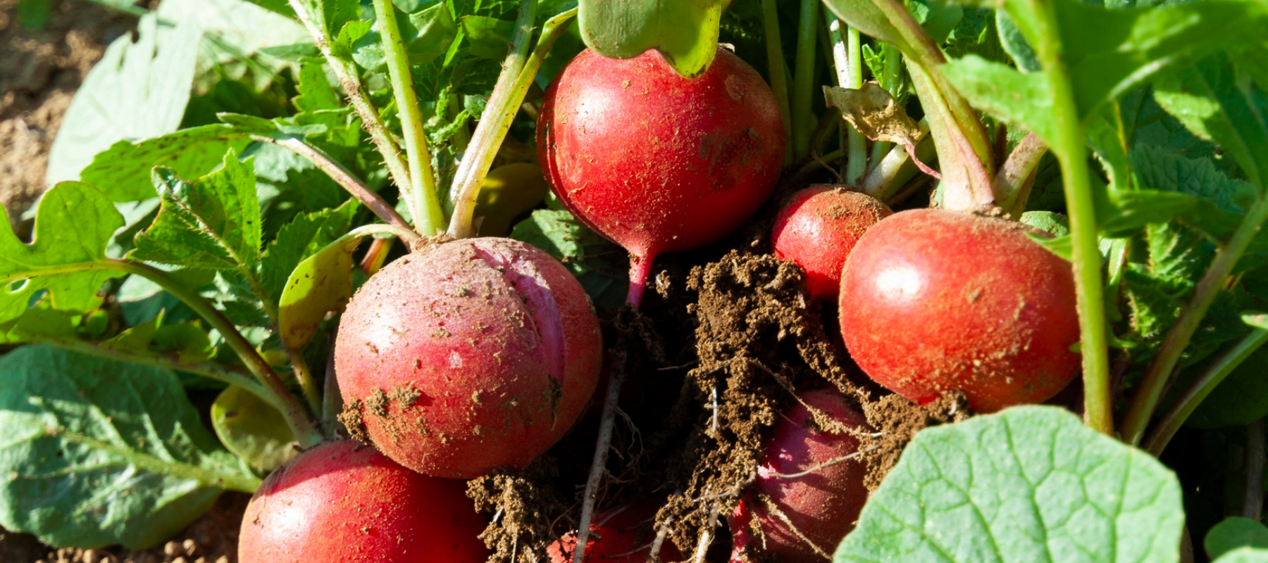 Extend Your Harvests With Staggered Sowing Strategies For Lettuce, Beets, Corn, And More
