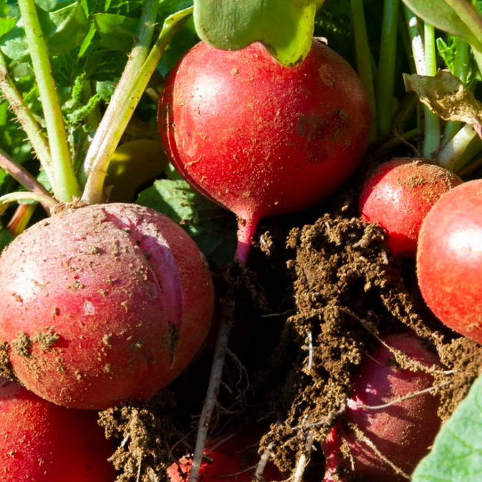 Extend Your Harvests With Staggered Sowing Strategies For Lettuce, Beets, Corn, And More