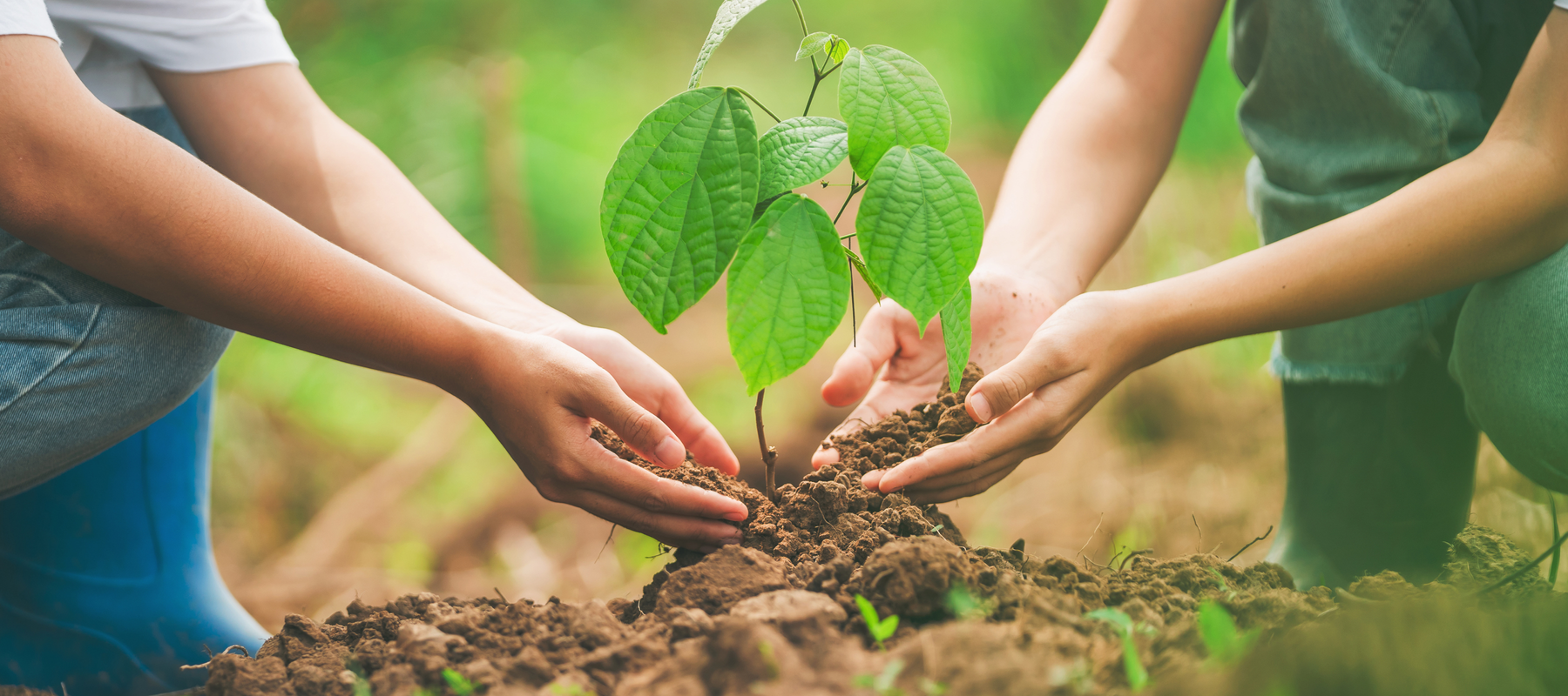 Protecting Small Trees (and shrubs) in Winter