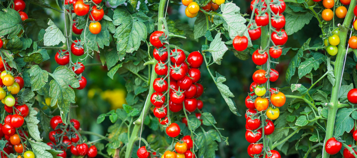 How to Save Tomato Seeds at Home: Step-by-Step Guide