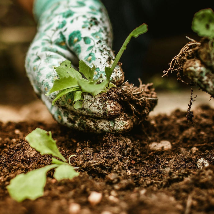 How To Thin Seedlings For Better Yield And Plant Health