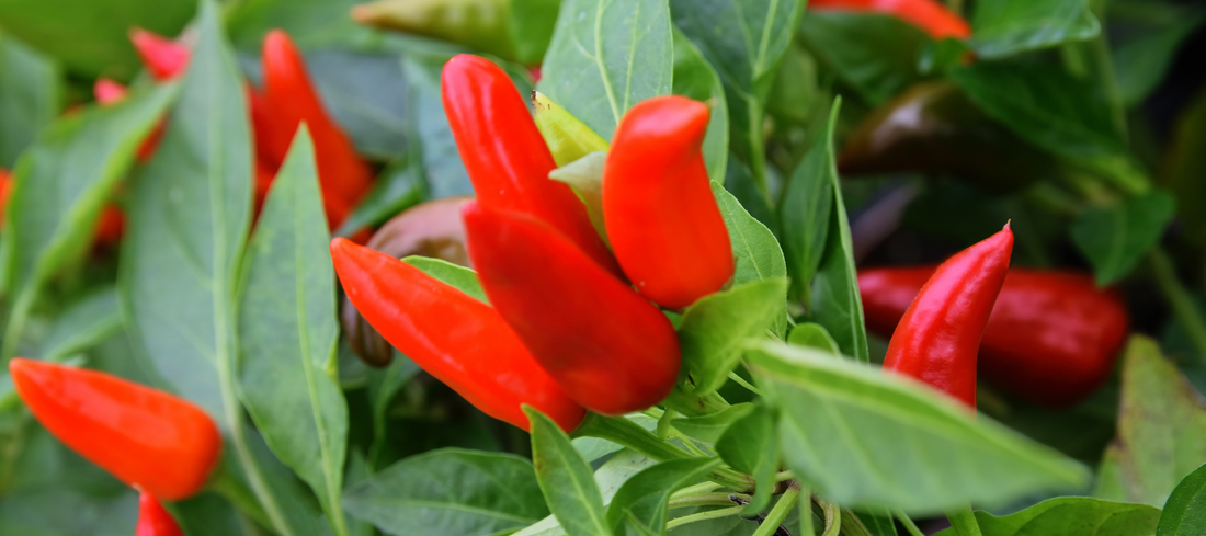 Planting and Growing Pepper Transplants