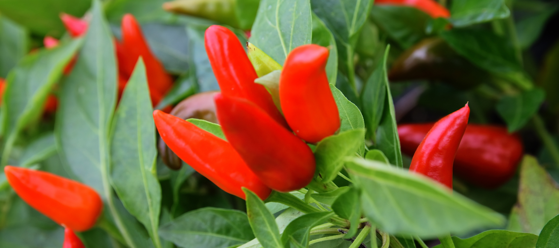 Planting and Growing Pepper Transplants