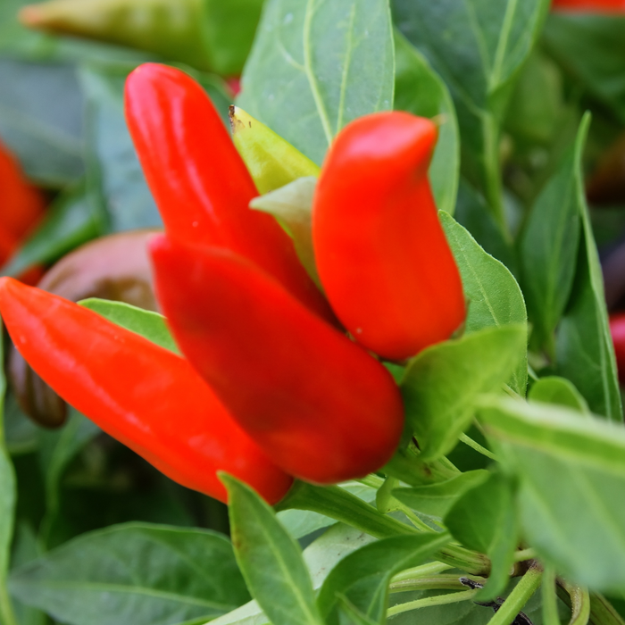 Planting and Growing Pepper Transplants