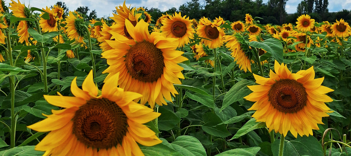 sunflower