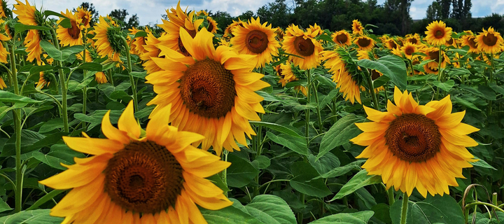sunflower