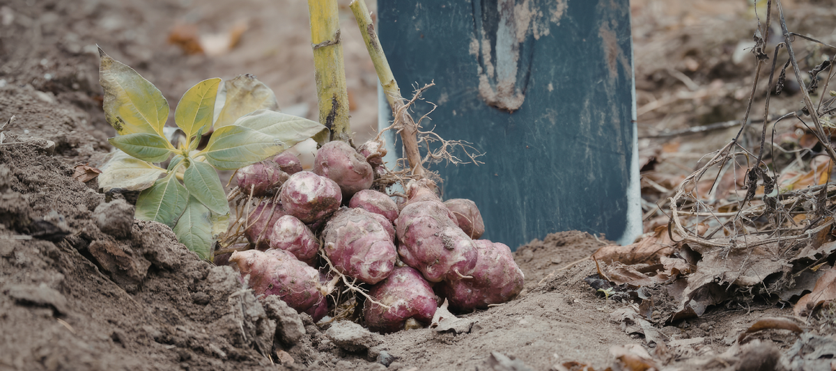 Planting And Growing Sweet Potatoes
