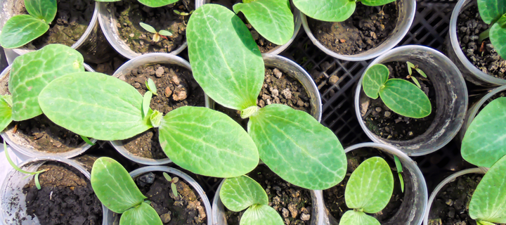 5 Seed Starting Mistakes to Avoid