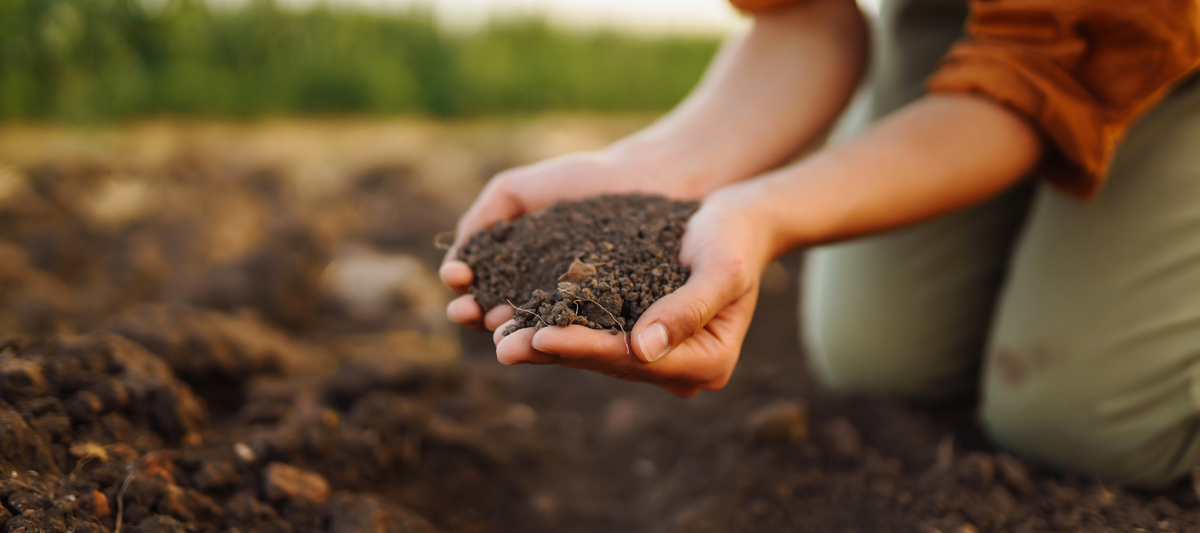 Reading And Using Soil Tests To Adjust Fertility