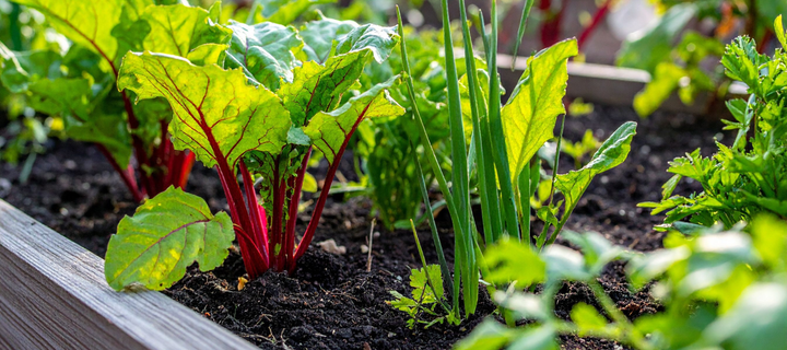 Easy Cool-Season Crops For Brand-New Gardeners