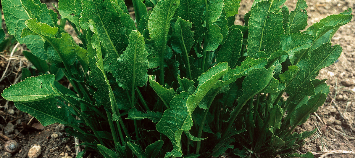 How to Plant And Grow Horseradish