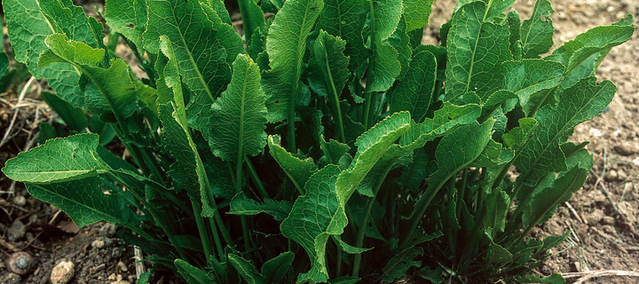 How to Plant And Grow Horseradish