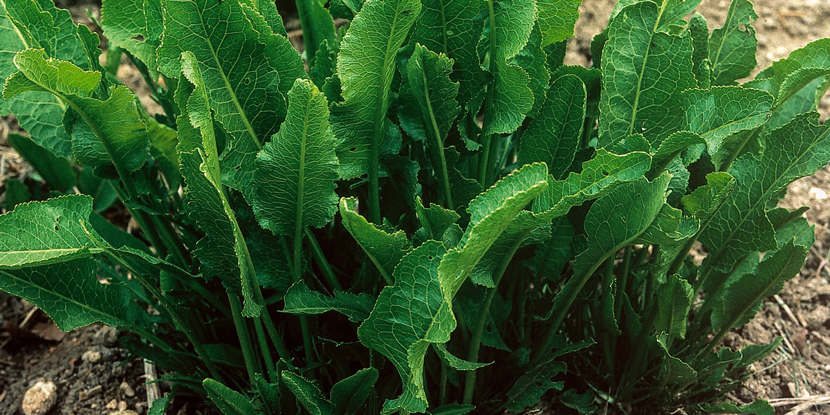 Radish Tree How to Plant And Grow Horseradish — Seeds 'n Such