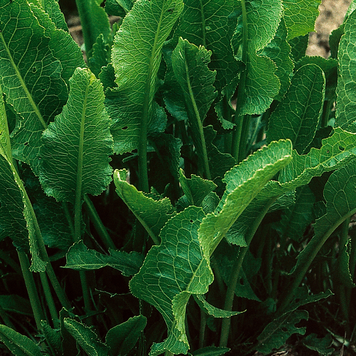 How to Plant And Grow Horseradish