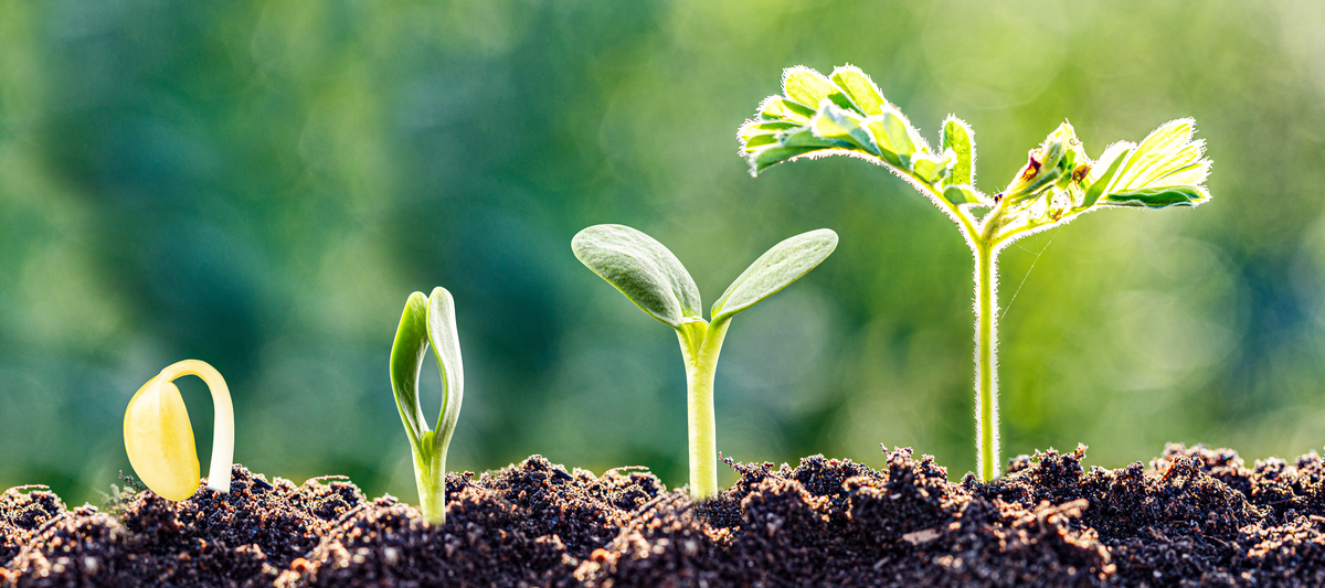 Troubleshooting Seed Germination Problems Outdoors