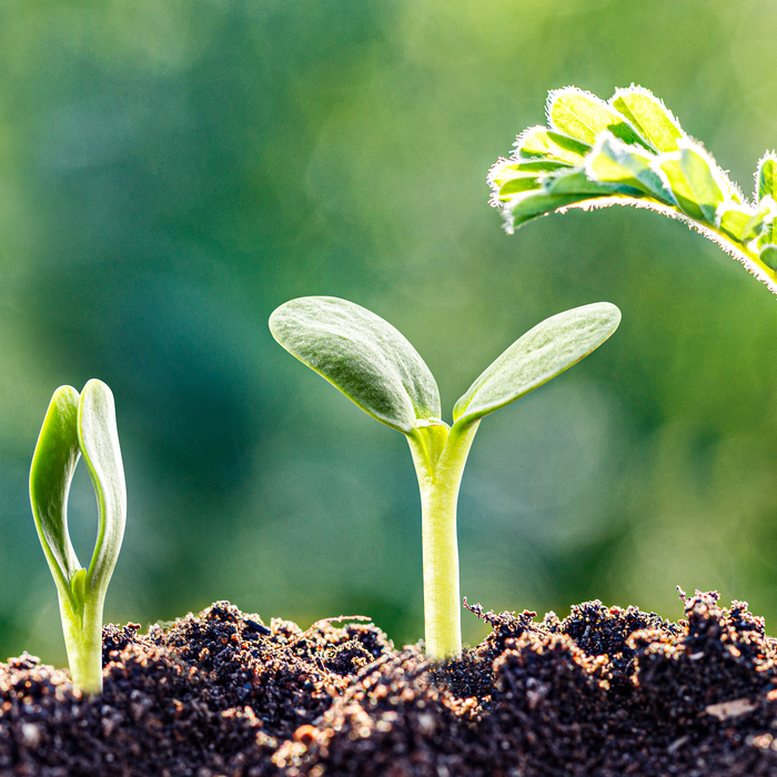 Troubleshooting Seed Germination Problems Outdoors