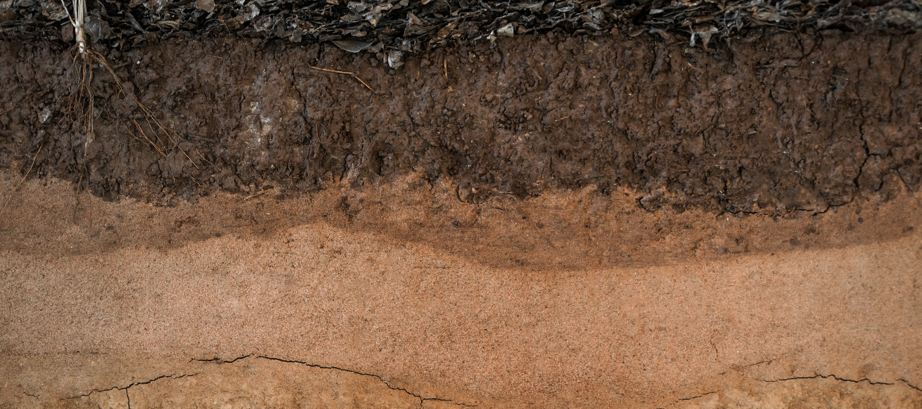 The Living Soil Mystery Beneath Our Feet