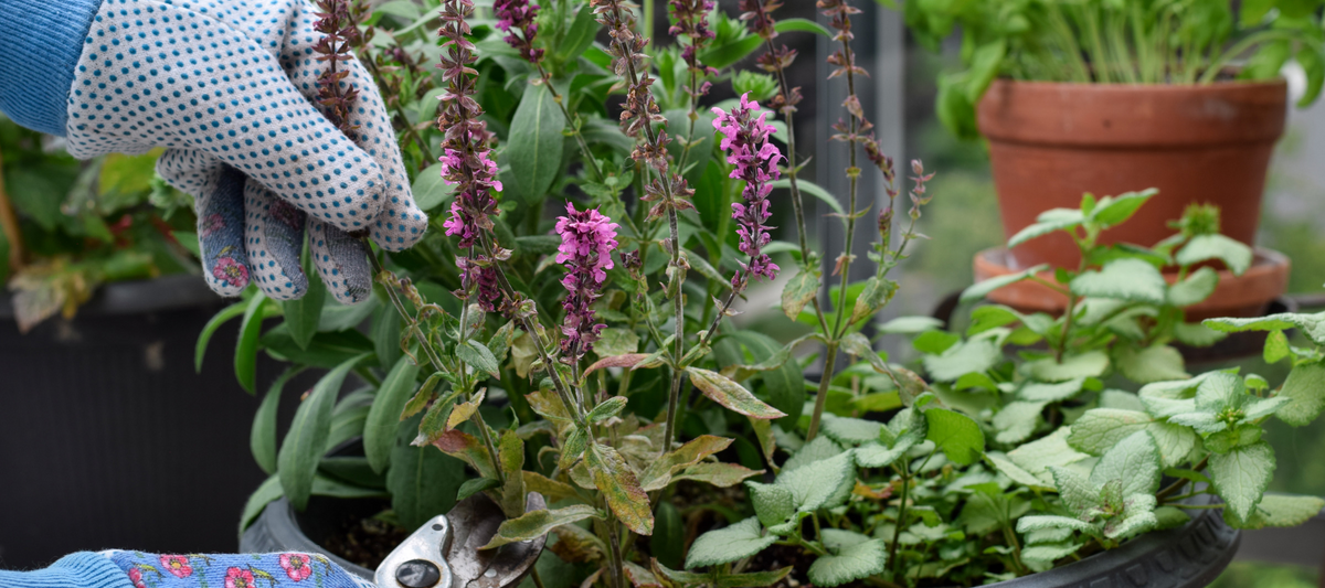 A Beginner's Cutting Garden Without The Fuss