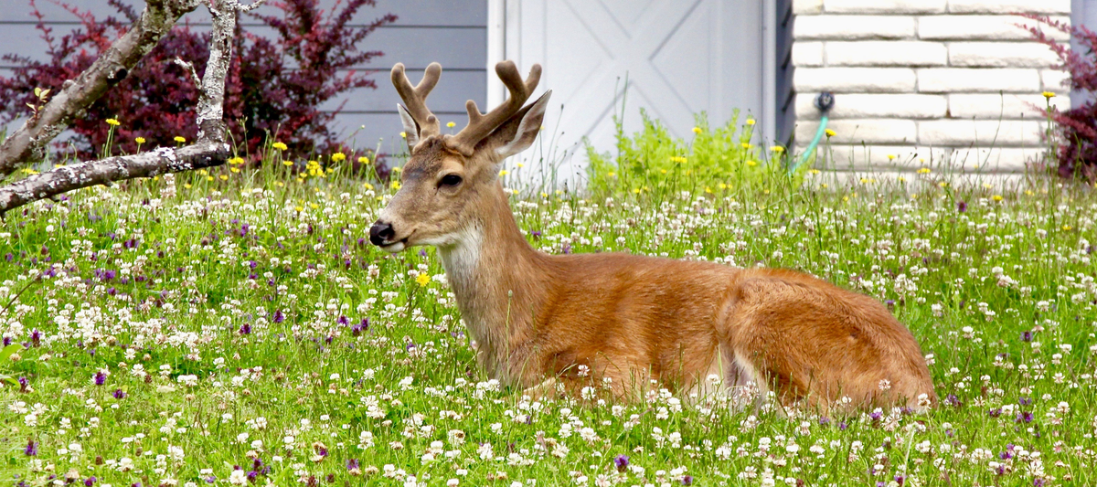 Outsmarting the Deer