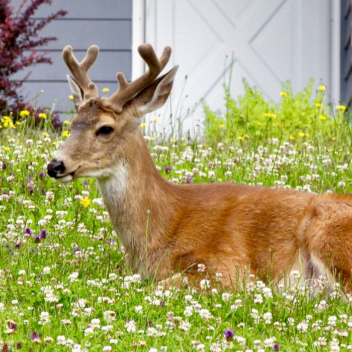Outsmarting the Deer