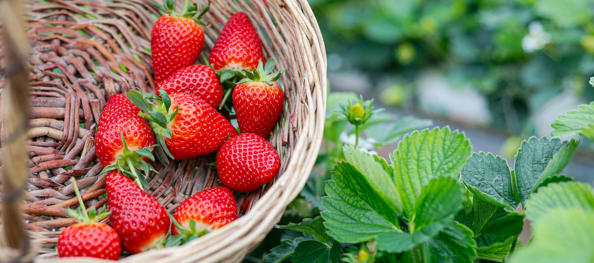 How to Plant and Grow Strawberries