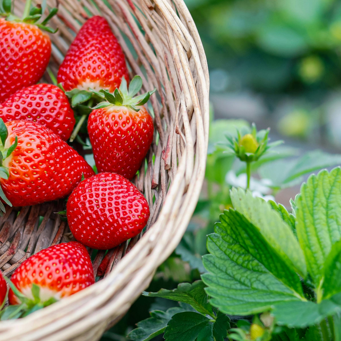 How to Plant and Grow Strawberries