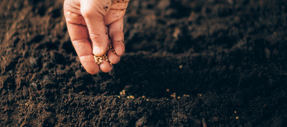 Tips To Improve Seed Germination Outdoors