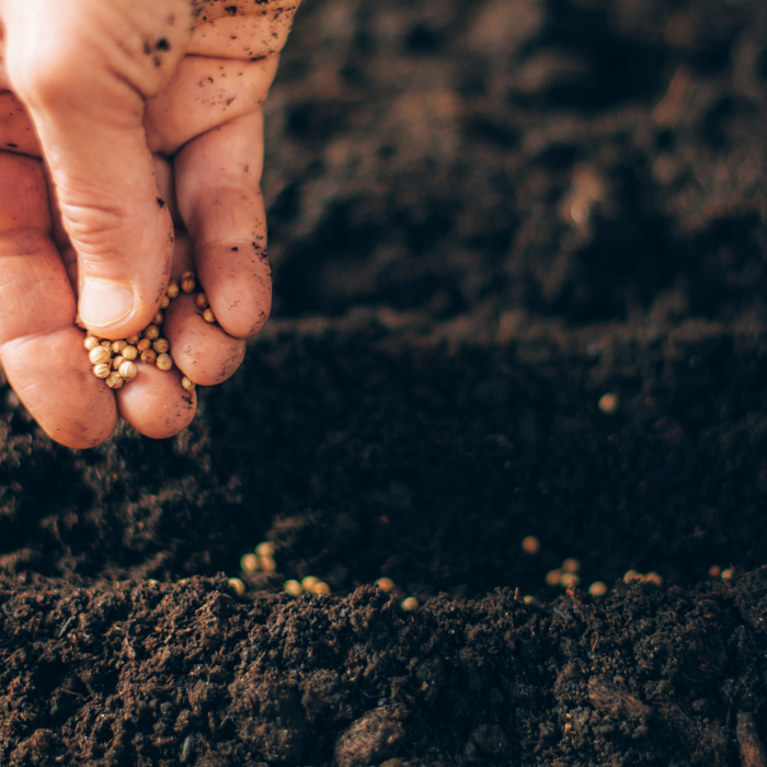 Tips To Improve Seed Germination Outdoors
