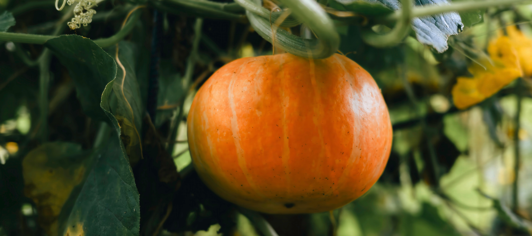 A Guide to Non-Traditional Climbing Plants