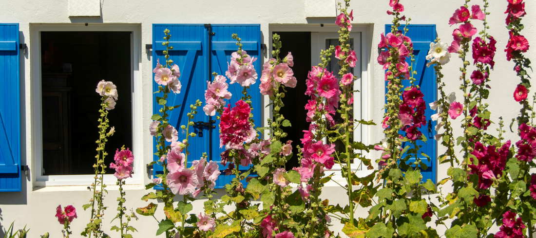 Creating Privacy Screens And Living Fences From Fast-Growing Seed-Sown Plants