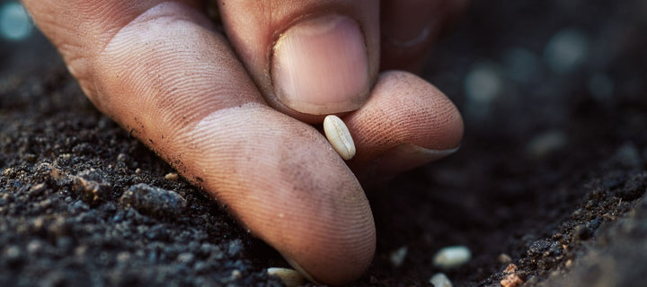When To Soak, Scarify, Or Stratify Seeds And How To Choose The Right Method