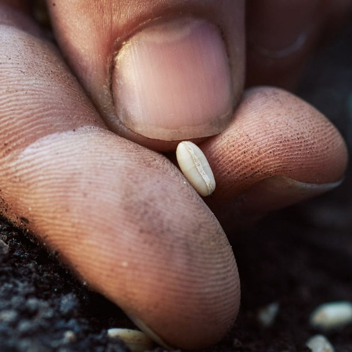 When To Soak, Scarify, Or Stratify Seeds And How To Choose The Right Method