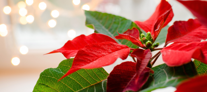 How to Keep Poinsettias Alive After The Holidays