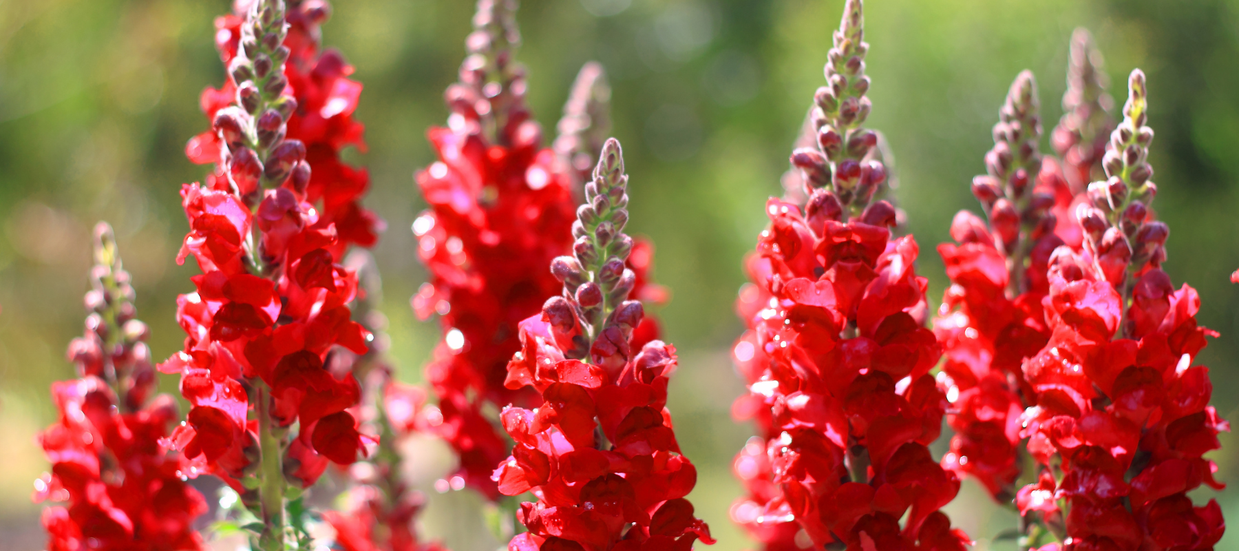 Easy Annual Flowers That Pull Double Duty As Pollinator Habitat And Cut Flowers