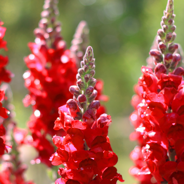 Easy Annual Flowers That Pull Double Duty As Pollinator Habitat And Cut Flowers