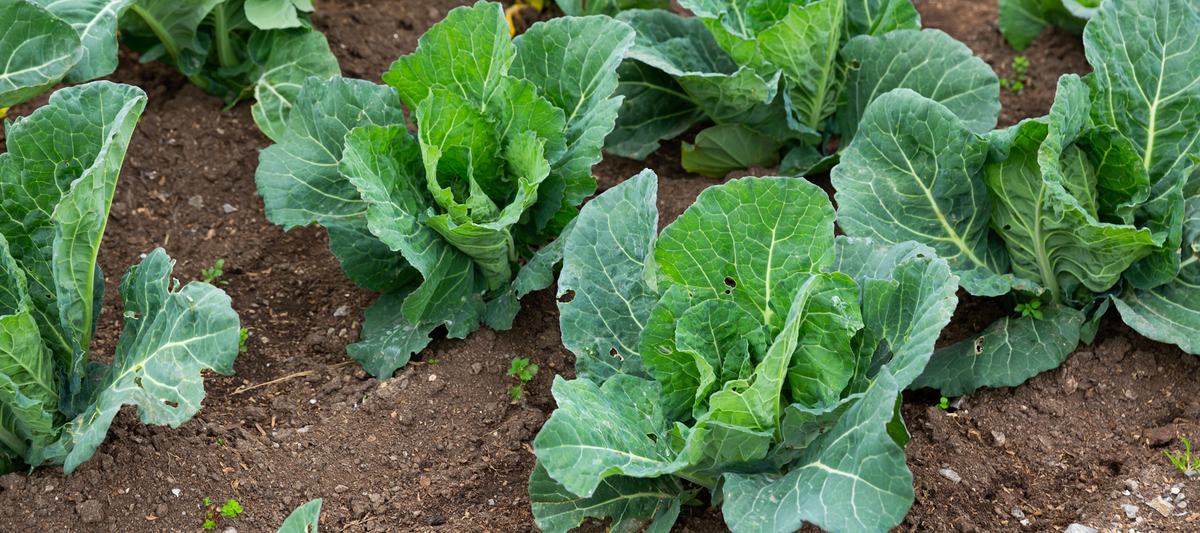 What Your Garden Is Trying to Tell You This Fall