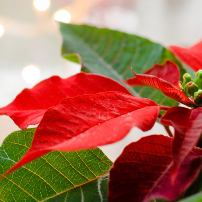 How to Keep Poinsettias Alive After The Holidays
