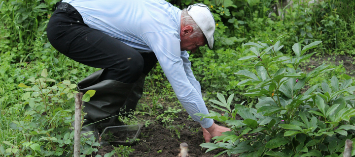 How To Turn Lawn Into A Vegetable Garden
