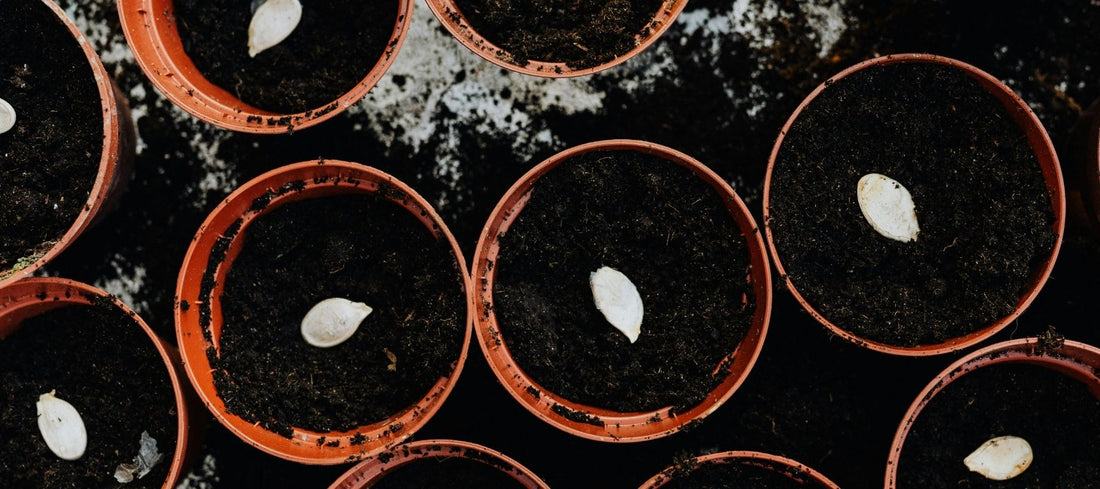 Why To Use Seed-Starting Mix Plus How To Blend Your Own